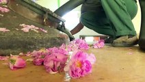 Bulgaria cosecha sus famosas rosas [VIDEO]