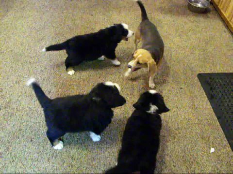 BERNESE MOUNTAIN DOG PUPPIES play with Beagle