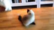 Funny Cats Better Than Funny Pranks Funny Cat Videos