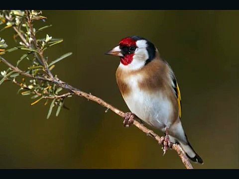 روعة صوت طائر الحسون