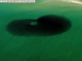 Helicóptero filma dezenas de tubarões atacando cardume - EXÉRCITO UNIVERSAL