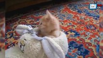Funny Kittens, Falling Asleep, Funny Cats ,Kitten Funny Videos Compilation