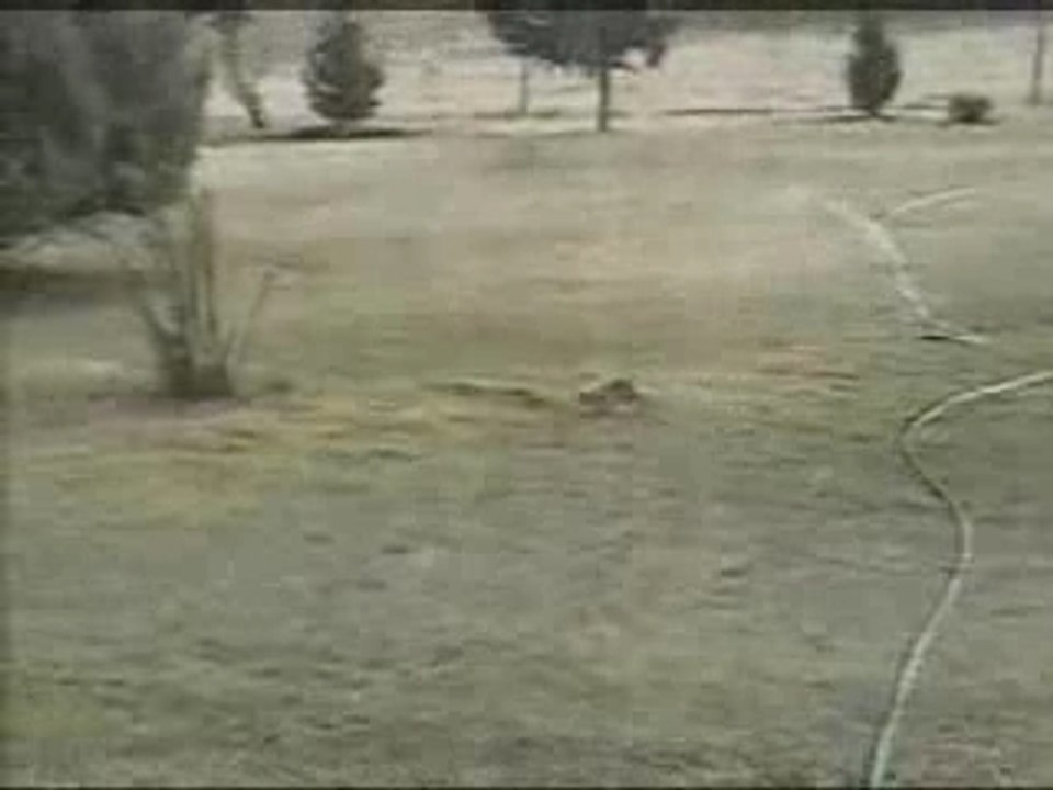 Rabbit vs snake