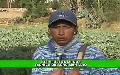 MINAG - Alcachofas de Exportación, Junín