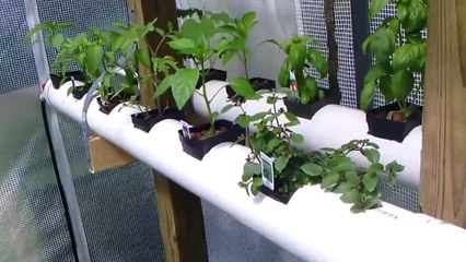 Aquaponics system for under $200