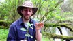 Stinging Nettle Benefits: Wild food Stinging Nettles are Superfood!