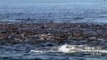 Raw video: Humpback whales feast on record number of anchovies