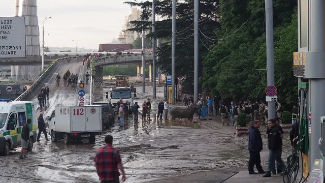 Hippo Wandering Streets of Tbilisi Tranquilized by Georgian Special Forces