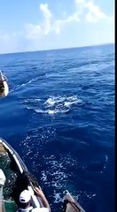 مجموعة من الدلافين تزور شواطئ مدينة يافا وتقدم عروضاً رائعة