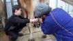 Milking our Jersey Cow by milking machine