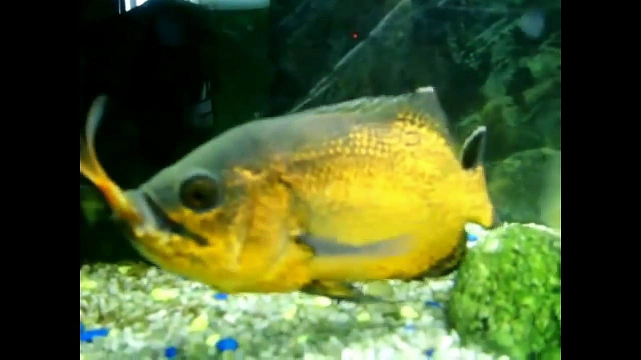 PIRAÑAS, PACUS Y OSCARS COMIENDO RATONES Y PECES