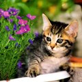 #cats#kitten#animals#pet#cute#beautiful#funny#catsofinstagram#instagood#camera#she#tired#