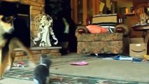 3 Best Funny Videos   Funny Cats and Dogs vs Lemons   Funny Animal Compilation