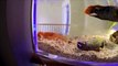 Hanging Aquarium (GoPro Hero4 Silver) Camera Low Light Video Spacearium Cichlid Fish Tank