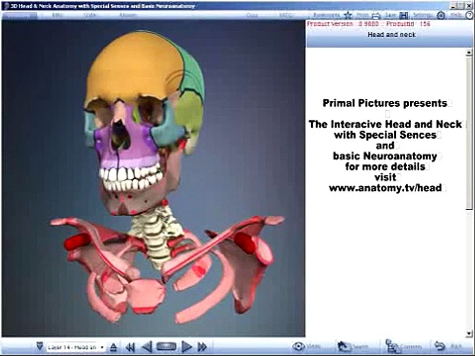 Primal Pictures 3D Head and Neck Anatomy with Special Senses and Basic Neuroanatomy