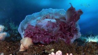 Deep Oceans Under the Antarctic - Ice Beauty of The Nature