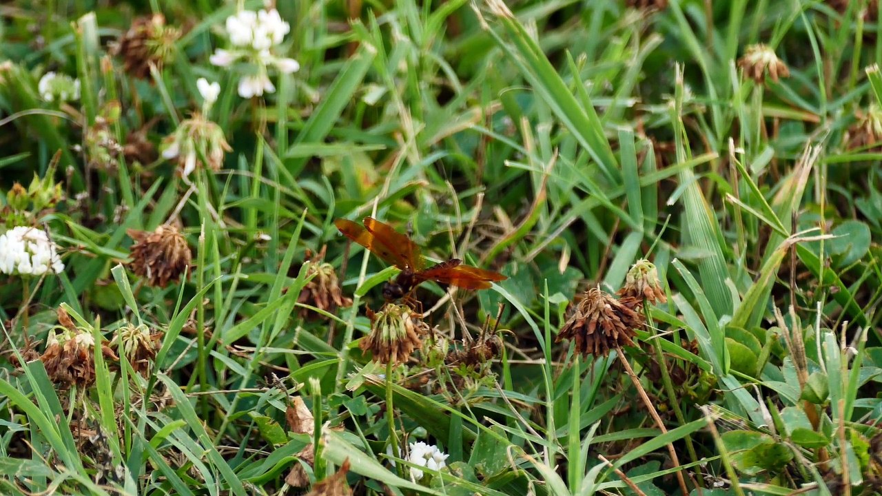Backyard: 15 June 2015