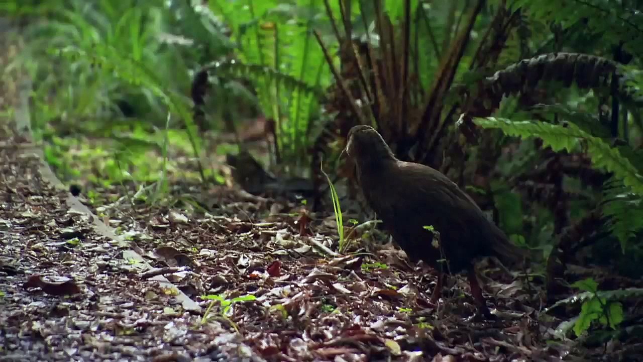 Wildes Neuseeland - Fjorde und Regenwaelder