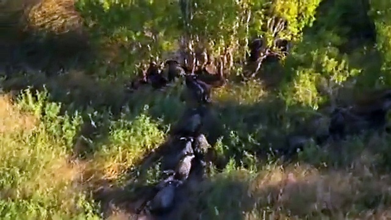 Kakadu (2013) E4