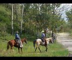 Horse Training Videos - Horse Training Tips - Horse Training DVD