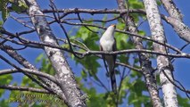 Yellow-billed Cuckoo