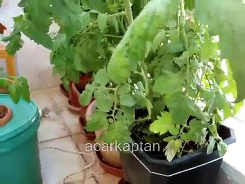 TOPRAK İLE TOPRAKSIZ TARIM SİSTEMİNDE DOMATES YETİŞTİRME.wmv