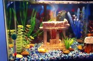 MY FIRST 10 GALLON COLORFUL FRESHWATER TIGER BARB AND BLACK TETRA FISH TANK