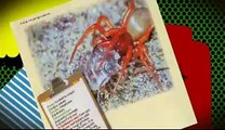 Villa Life boek: Op Spinnen Safari