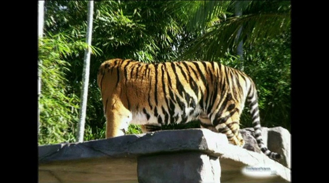 allah miracles ان عجزت عن الكلام فقط قل سبحان الله