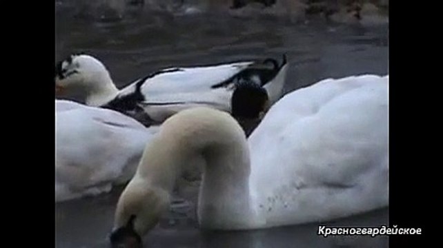 Голуби торцовые с. Красногвардейское ч-6