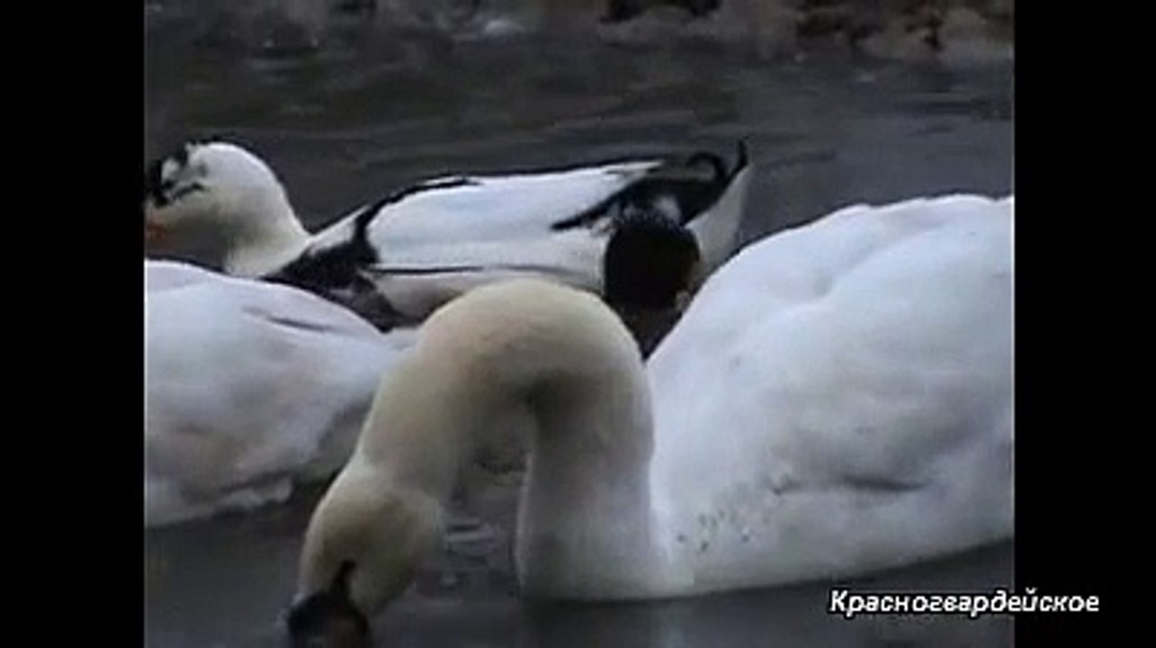 Голуби торцовые с. Красногвардейское ч-6