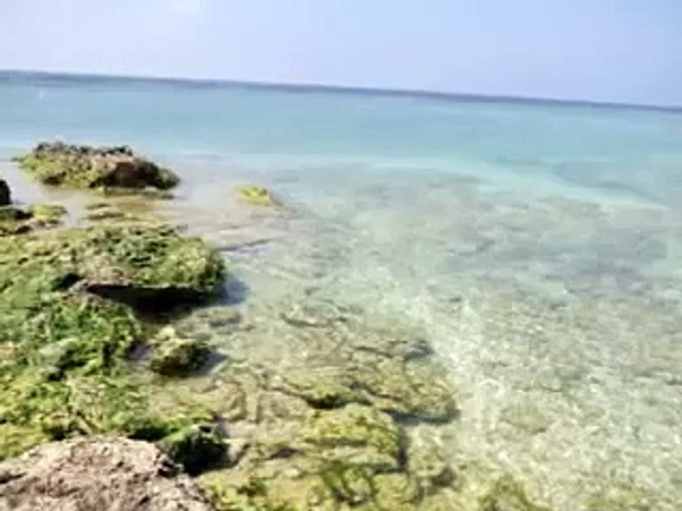 徳之島
