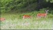 Deer sightings in Pocono Mountains, PA