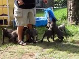 Blue Dutch Shepherd Puppies at 6 weeks