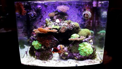 My BioCube29 Nano-Reef in HD