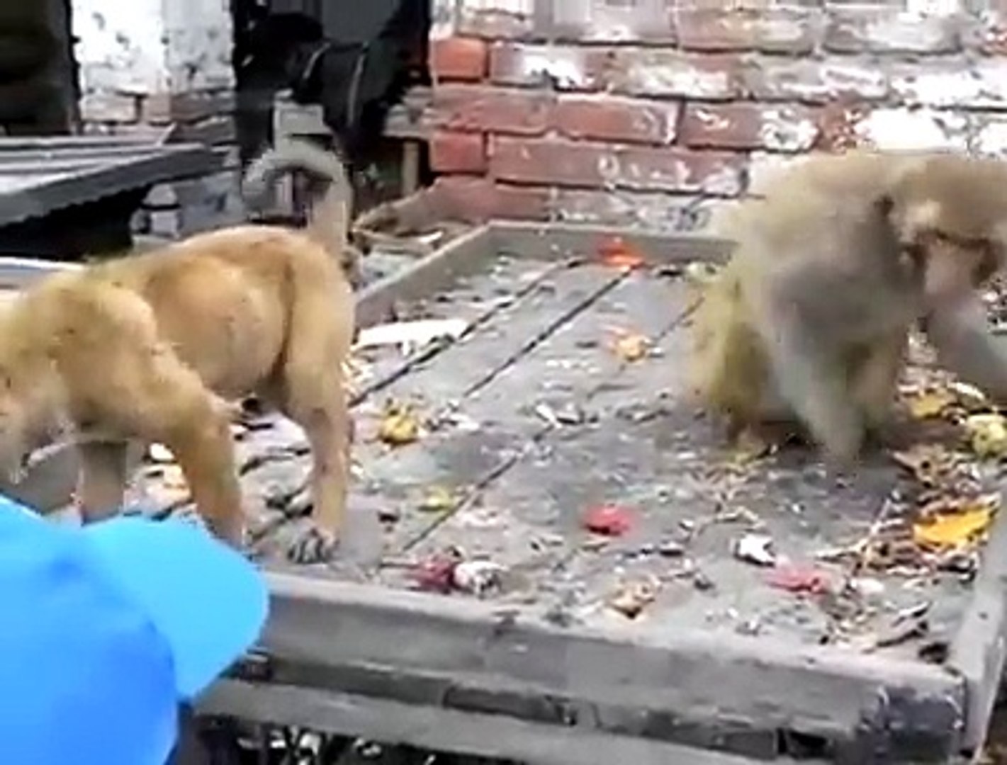 funny video clip dog and monkey playing