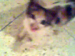 Drole de truc qui sort d'un chat ( Fantome)