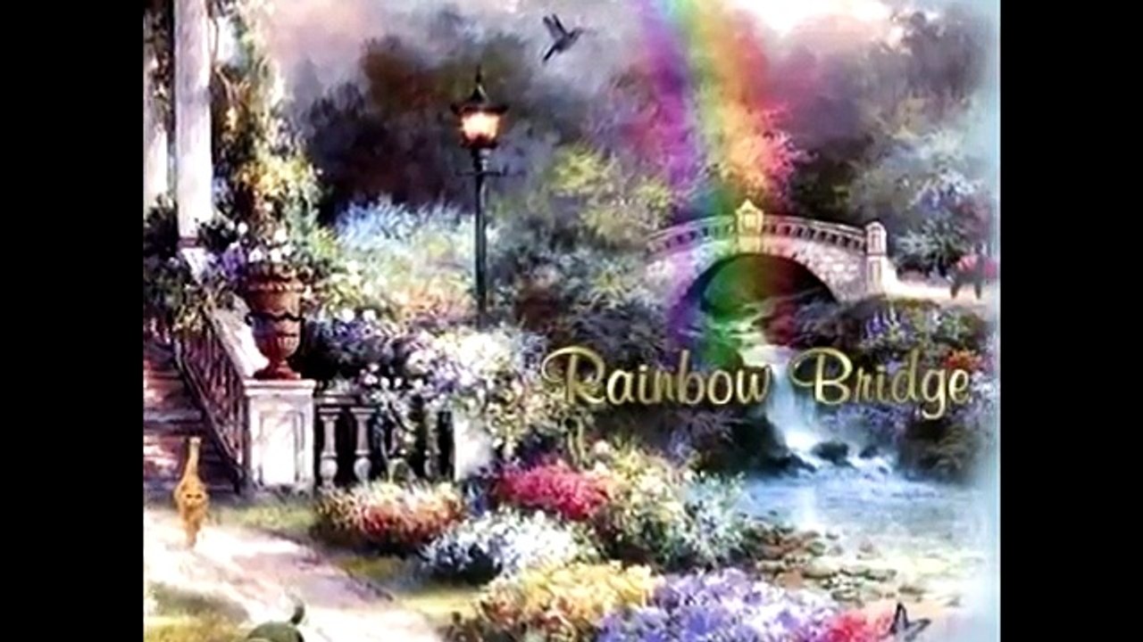 Rainbow Bridge a place all dogs can call home at The Rainbow Bridge