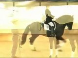Dark bay Spanish/Andalusian Pura Raza Española PRE Dressage stallion for sale
