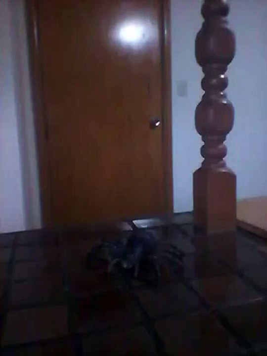 Muhammad Muiz Hassan Siddiqui MMHS-When boys see Spider vs when girls see Spider