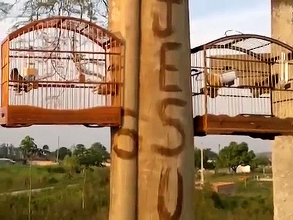 Coleira Disputa.mp4