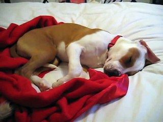 Daphne a visiblement fait un rêve très agité