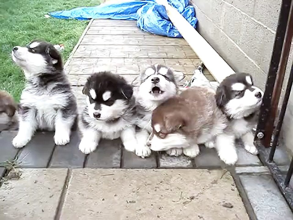 De superbes bébés malamutes de l'Alaska qui hurlent et vous chantent leur chanson