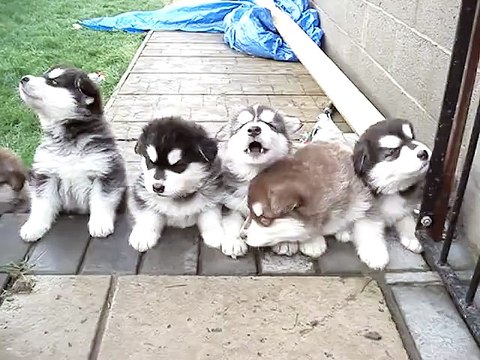 De superbes bébés malamutes de l'Alaska qui hurlent et vous chantent leur chanson