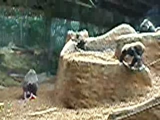 Johari the Gorilla, Toronto Zoo