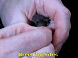Little forest bat eating a mealworm