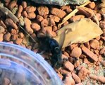 Lasius niger: Finding a fly and taking it back #2