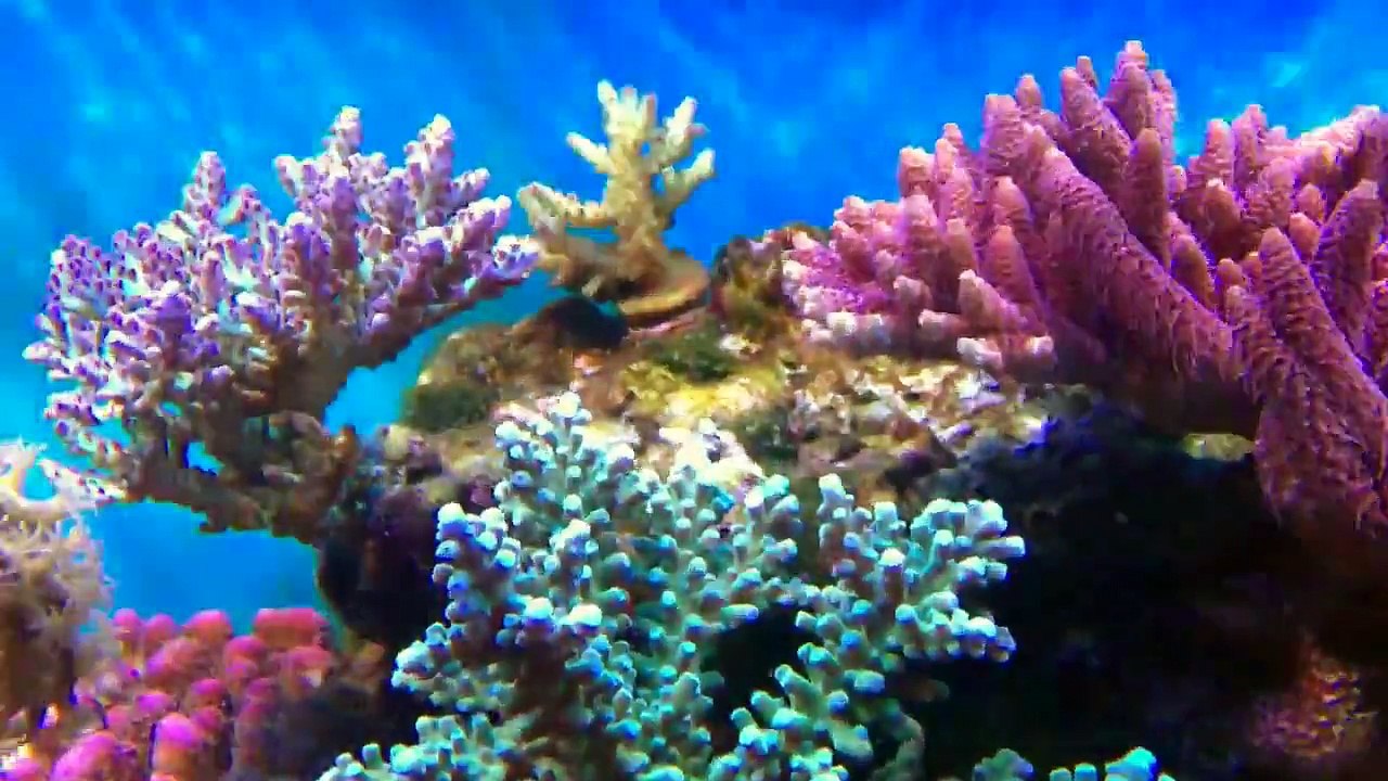 Rif-aquarium van Nightwish -  oktober 2011