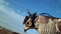 Hawk Cam Captures the Hunt | ScienceTake | The New York Times