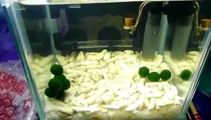 Nano Marimo ~ Filter Flowing Setup